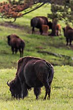 Herd of Buffalo