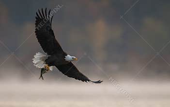 Bald Eagle