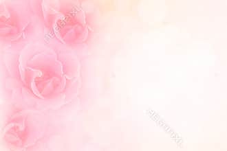 Soft pink roses flower vintage border valentine background