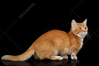 Munchkin Cat on Black background