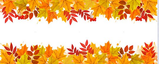 Panorama Fall Autumn Colorful Leaves Background.
