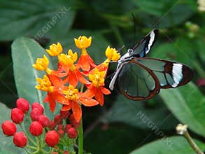 Transparent butterfly