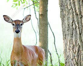 Whitetail Deer Doe