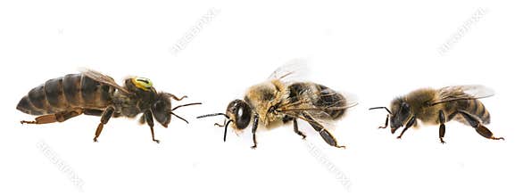 Bee queen mother and drone and bee worker - three types of bee