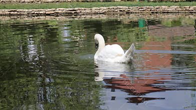 White swan swim in Clean water In lake, bird float And drinks water in lake, beautiful nature, avian swim