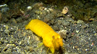 False Mantis Lembeh strait Indonesia