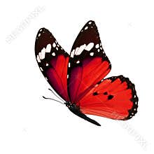 Monarch butterfly isolated