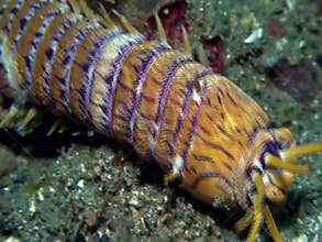 Bobbit worm, aquatic predatory polychaete worm Eunice aphroditois in Lembeh strait