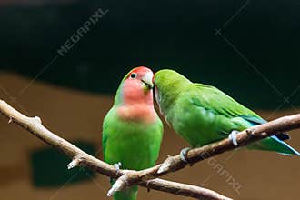 Yellow-naped amazon parrot Amazonia National Park in the territory of Itaituba municipality in the state of Para near the borders