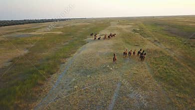 Herd of horses. Aerial survey