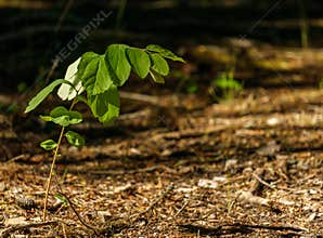 Lonely green plant growing in the forest under sunlight.