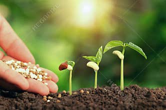 Agricultural hand nurturing fertilizer plant growing step on soil in garden