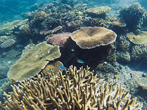 Neon fish colony in coral reef. Tropical seashore inhabitants underwater photo.