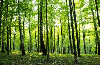Forest