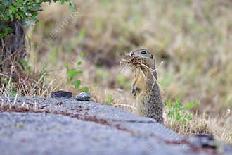 Spermophilus or Citellus
