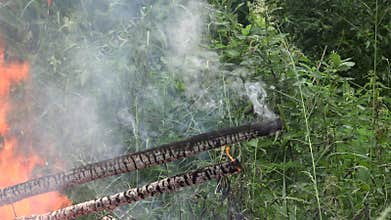 Fire in forest. Eco catastrophe in nature. 4K