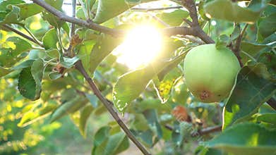 Apple garden at the light of sun