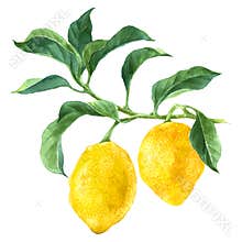 Watercolor lemon tree branch