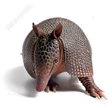 Armadillo