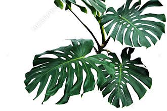 Dark green leaves of monstera or split-leaf philodendron Monste