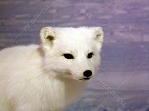 Arctic Fox