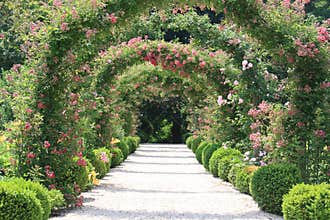 Rose Arch In the Garden