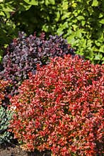 Berberis vulgaris barberry