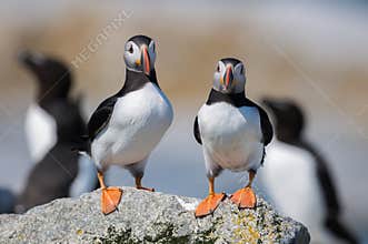 Atlantic Puffin