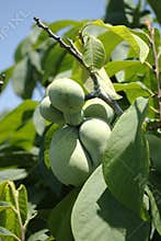 Pawpaw, Asimina triloba