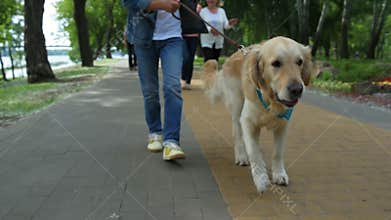 Little boy walking with his dog
