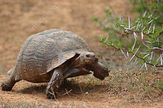 African tortoise