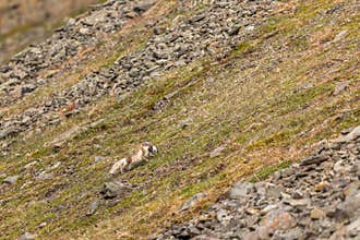 Arctic fox running with a little auk in its mouth, Svalbard