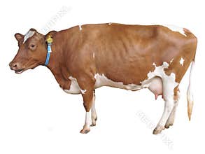 Milch cow isolated on white