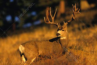 Mule Deer Buck in Rut