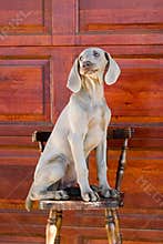 Dog weimaraner