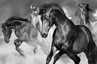 Horse portrait in motion