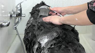 Cute dog taking bath, hands.