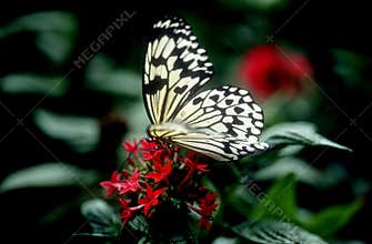 Butterfly on red flowers