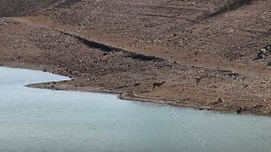 Couple of female deer along the river Tagus, Spain