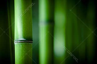 Zen bamboo