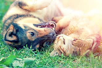 Dog and cat playing together