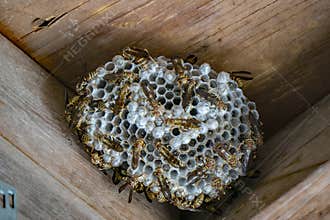 Paper Wasps on nest