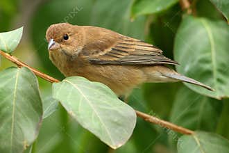 Indigo Bunting