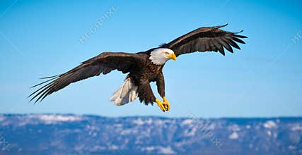 Flying Bald Eagle, Homer, Alaska