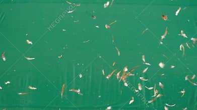 Live action flying feathers in the air on green screen, feather duster slow motion