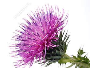 The Cotton Thistle flower