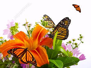 Monarch Butterflies