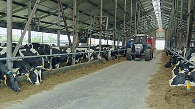 Cows in modern barn on dairy farm. Livestock farming. Agriculture industry