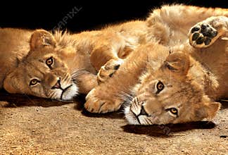 Two lazy lions looking at the camera