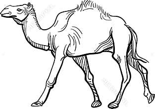 Camel